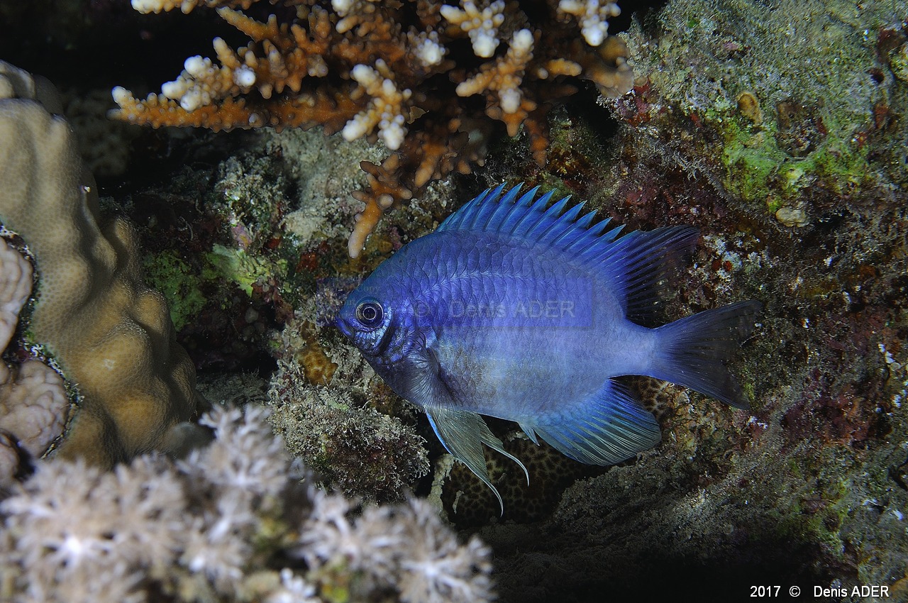 Amblyglyphidodon indicus Demoiselle pale-Safaga Coral Beach-10m-20171123nuit-Denis-ADER-DSC_3684_tn.jpg